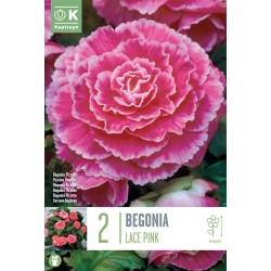 KAPITEYN STANDARD-Bégonia...