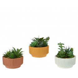 Composition De Succulentes...