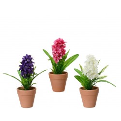 Hyacinthe En Pot En...