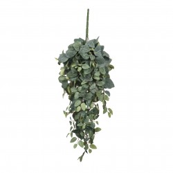 Chute Pilea Vert En...