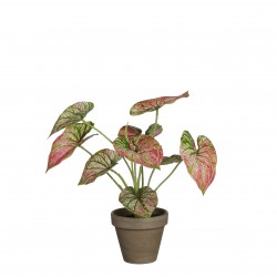 Caladium En Pot Stan Violet...