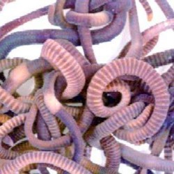 Vers compostage 200g -...