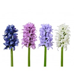 Tige De Hyacinthe En...