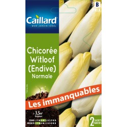 Graines Chicoree Endive...
