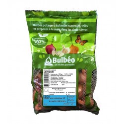 BULBÉO Échalote Longue...