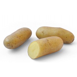 PLANTÉO Pomme de terre...