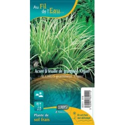 ACORUS gramineus 'Ogon' G9...