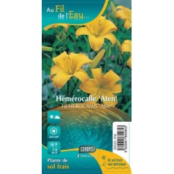 HEMEROCALLIS 'Aten' G9 AU...