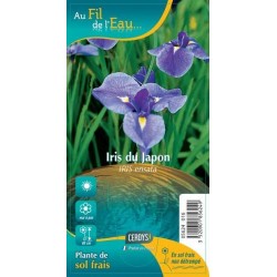 IRIS ensata G9 AU FIL DE L'EAU