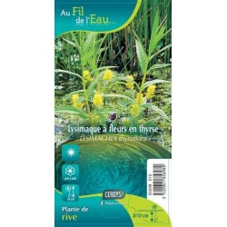 LYSIMACHIA thyrsiflora...