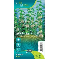 MENTHE des Cerfs 'Alba' G9...