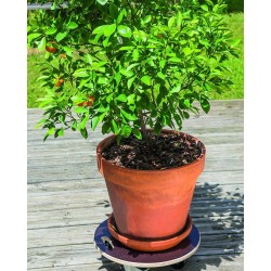 FLORA ROLL STRONG Spport à...