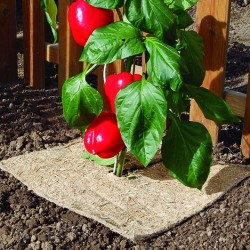 Paillage chanvrelin 500...