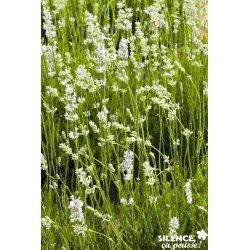 Lavandula Intermedia...