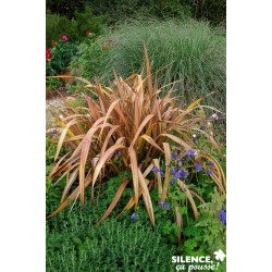 Phormium Pink Panther C4.5L