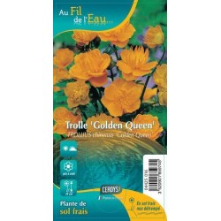 TROLLIUS chinensis 'Golden...