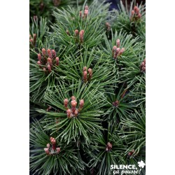 Pinus Mugo Mops Gref-C4.5L