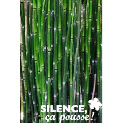 Equisetum Japonicum C4.5L