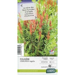 OSMUNDA regalis C4L-RC LES...