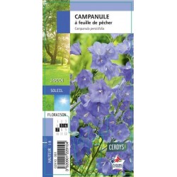 CAMPANULA persicifolia G8...