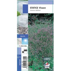 LIMONIUM latifolium G8...
