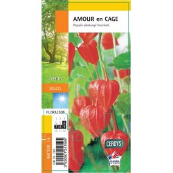 PHYSALIS alkekengi...