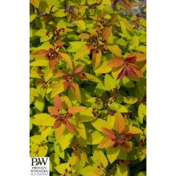 Spiraea Proven Winner® Dble...