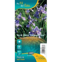 IRIS sibirica 'Harpswell...