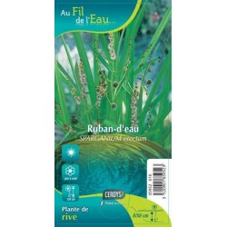 SPARGANIUM erectum G9 AU...