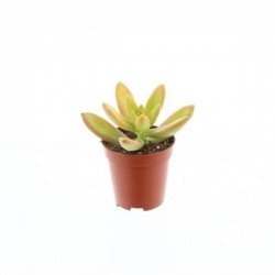 Sedum adolphii h10-p5.5