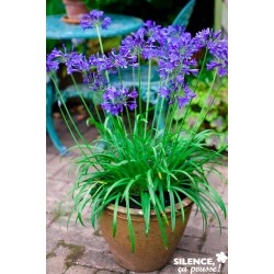 Agapanthus X Brilliant...