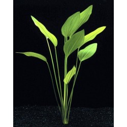 Plante aquatique...