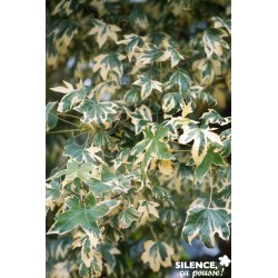 Liquidambar S.Albomarginta...