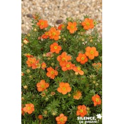 POTENTILLA fruticosa Red...