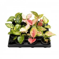 Aglaonema h8-p6