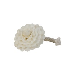 Kit Fleur Parfumée Sesbania...