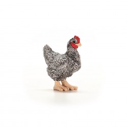 Poule Plymouth Rock Farm...