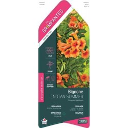 CAMPSIS tagliabuana 'Indian...
