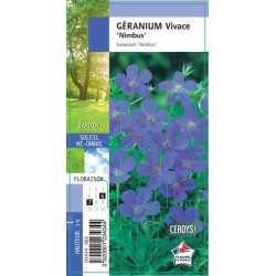 GERANIUM 'Nimbus' G8 JARDIN