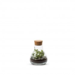 Composition Int.Terra...