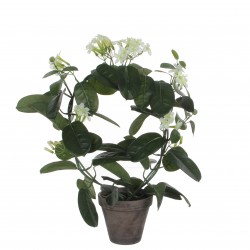 Stephanotis En Pot Stan...