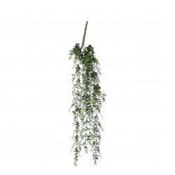 Chute D'Eucalyptus Vert En...