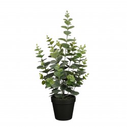 Eucalyptus En Pot Vert En...