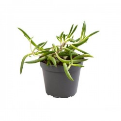 Senecio herreianus purple...