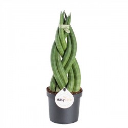 Sansevieria cylindrica...