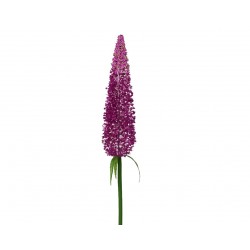 Tige D'Echium Violet...