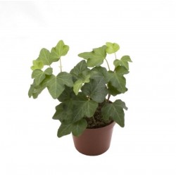 Hedera helix 3p-h5-p6