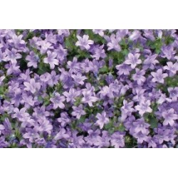 Campanula Muralis B6G8