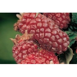 Murier-framboisier tayberry...