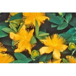 Hypericum B6G8